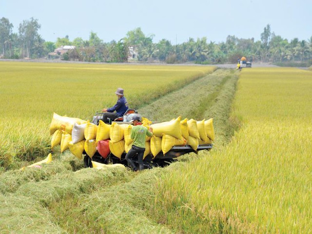 Gỡ vốn cho doanh nghiệp ngành gạo - Ảnh 1.