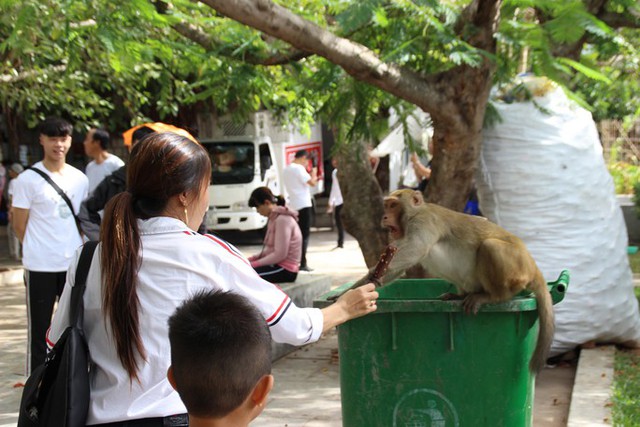 Cho khỉ ăn tại Sơn Trà: Bẫy vô hình tác động đến tập tính của động vật hoang dã - Ảnh 1.