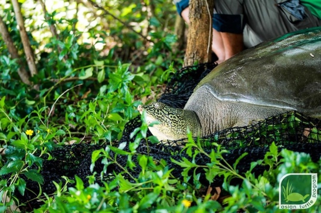 Cá thể rùa Hoàn Kiếm nặng gần 100kg qua đời - Ảnh 2.
