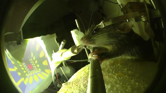 Giới khoa học thành công tăng cường trí nhớ dài hạn ở chuột - Ảnh 1.