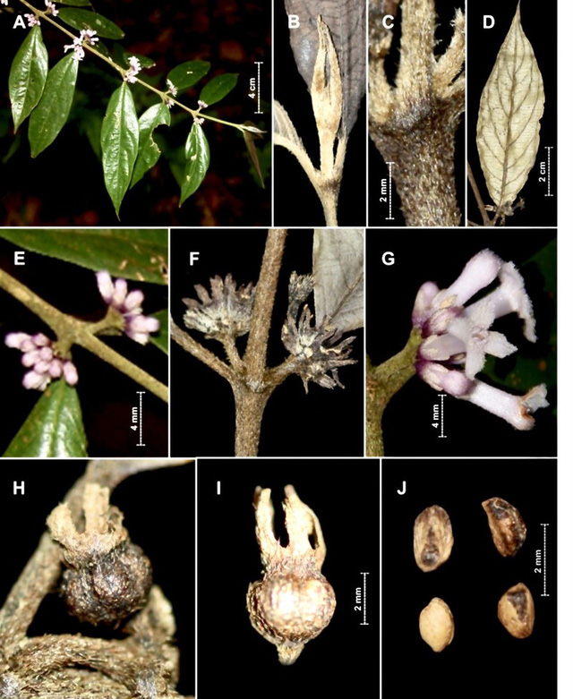 Công bố 2 loài thực vật mới tại Vườn quốc gia Vũ Quang - Ảnh 1.