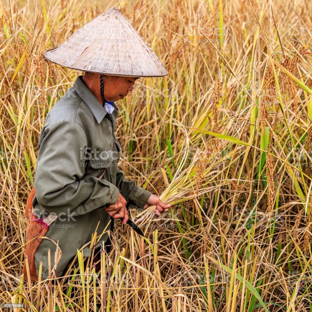 Sản lượng gạo tại châu Á dự báo tăng trong năm 2023 - Ảnh 1.