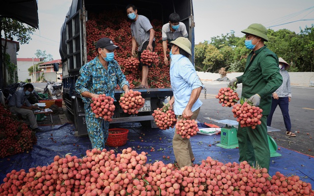 Hơn 200 thương nhân Trung Quốc đăng ký đến Bắc Giang thu mua vải thiều - Ảnh 1.