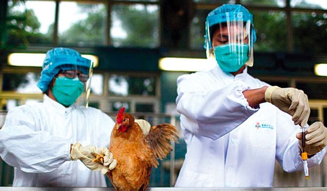 Brazil tăng cường phòng chống cúm gia cầm, bảo vệ ngành chăn nuôi gà hàng đầu thế giới - Ảnh 1.