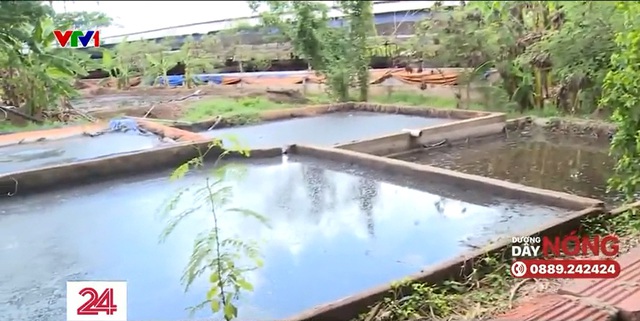 Đồng Nai: Các trang trại chăn nuôi xả thải ra sông suối gây ô nhiễm nguồn nước - Ảnh 3.