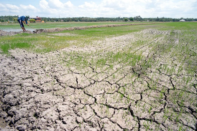 El Nino ảnh hưởng, nông dân Thái Lan được yêu cầu chỉ trồng một vụ lúa - Ảnh 1.
