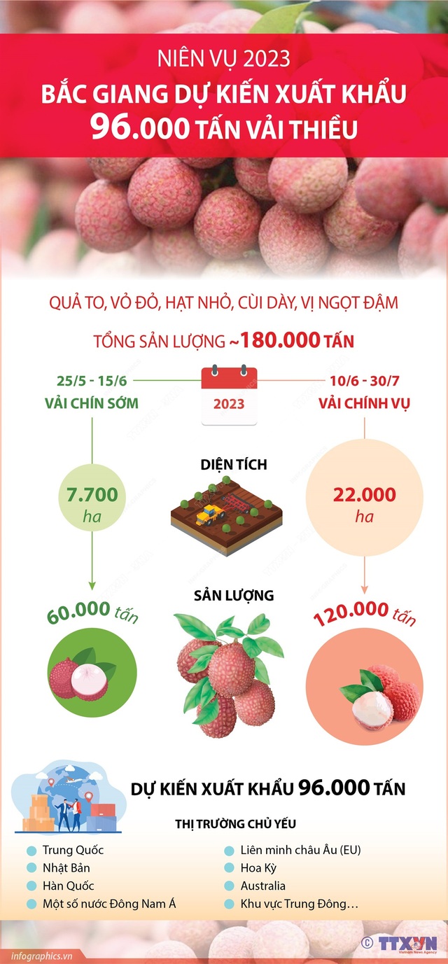 [INFOGRAPHIC] Niên vụ 2023: Bắc Giang dự kiến xuất khẩu 96.000 tấn vải thiều - Ảnh 1.