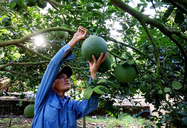 Mã số vùng trồng - “Hộ chiếu” cho nông sản Việt vươn xa - Ảnh 1.