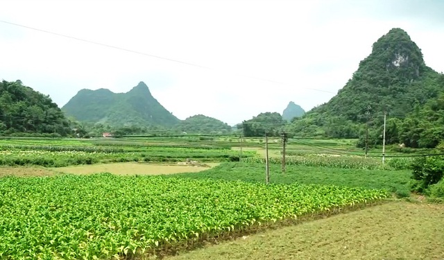 Việt Nam thu hẹp diện tích trồng thuốc lá - Ảnh 2.