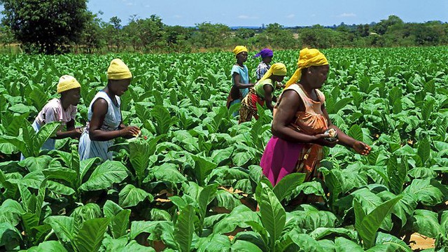 Hỗ trợ nông dân châu Phi từ bỏ trồng cây thuốc lá - Ảnh 1.