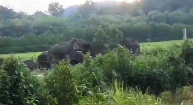 Xuất hiện đàn voi 10 con ở đồi Đá Trắng (Đồng Nai) - Ảnh 1.
