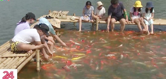 Người dân thích thú với hàng nghìn con cá Koi ở Hồ Tây - Ảnh 2.