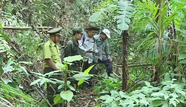 Nỗ lực tìm kiếm những cá thể Sao La tại Việt Nam - Ảnh 2.