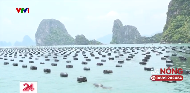 Xóa phao xốp trong nuôi thủy sản ở vịnh Hạ Long: Còn nhiều vướng mắc - Ảnh 5.
