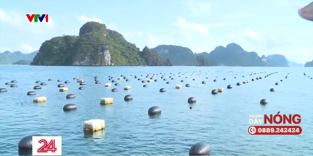 Xóa phao xốp trong nuôi thủy sản ở vịnh Hạ Long: Còn nhiều vướng mắc - Ảnh 8.