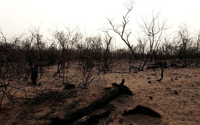 Bùng nổ trang trại và cháy rừng khiến Bolivia đứng thứ 3 thế giới về mất rừng - Ảnh 1.