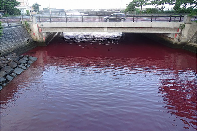 Nhật Bản: Nước biển, nước sông chuyển sang màu đỏ vì chất phụ gia từ nhà máy bia - Ảnh 1.