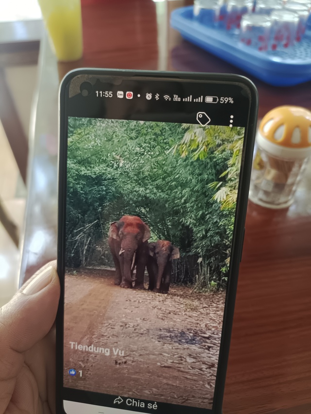Đưa công nghệ AI vào giám sát voi rừng tại Vườn Quốc gia Cát Tiên - Ảnh 2.