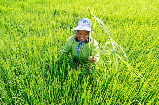 Sản lượng gạo của Thái Lan có thể giảm 6% do El Nino - Ảnh 1.