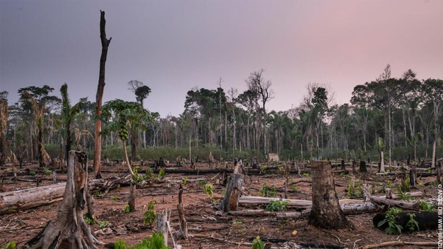 Hội nghị cấp cao tại Colombia thúc đẩy nỗ lực bảo vệ rừng nhiệt đới Amazon - Ảnh 1.