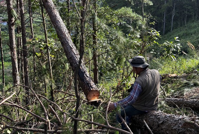 Hơn 150 cây thông chục năm tuổi bị cưa hạ trái phép tại Lâm Đồng - Ảnh 3.