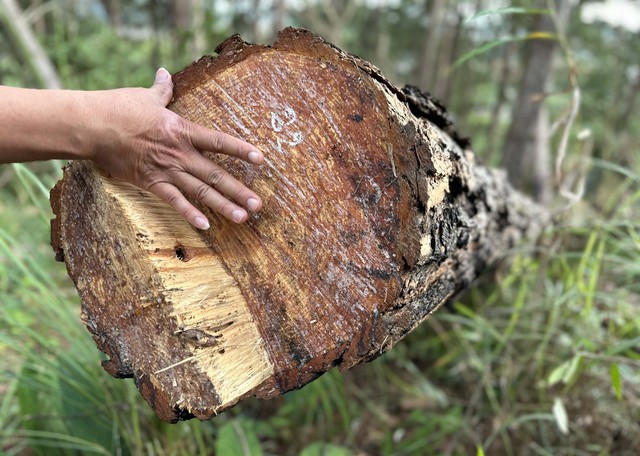 Hơn 150 cây thông chục năm tuổi bị cưa hạ trái phép tại Lâm Đồng - Ảnh 2.