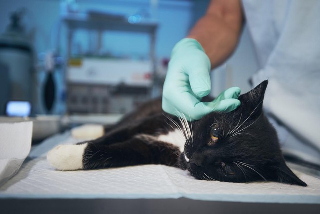 WHO quan ngại về sự gia tăng các trường hợp nhiễm cúm gia cầm ở mèo tại Ba Lan - Ảnh 1.