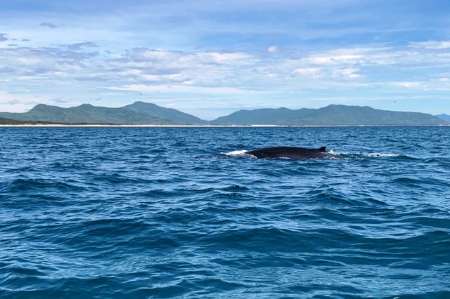 Cá voi quý hiếm xuất hiện ở vùng biển Đề Gi (Bình Định) - Ảnh 2.