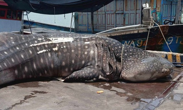 Nghệ An: Phát hiện xác cá nhám voi dài 8 mét, nặng trên 2 tấn trôi dạt vào bờ biển - Ảnh 2.