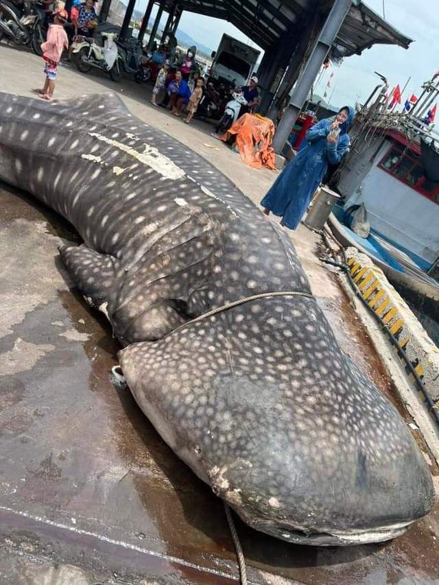 Nghệ An: Phát hiện xác cá nhám voi dài 8 mét, nặng trên 2 tấn trôi dạt vào bờ biển - Ảnh 1.