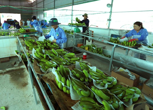 Xuất khẩu rau quả vượt 3,2 tỷ USD - Ảnh 1.