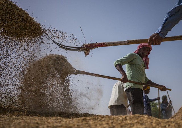 Ấn Độ cấm xuất khẩu gạo: Thận trọng và không nên lạc quan quá mức! - Ảnh 1.