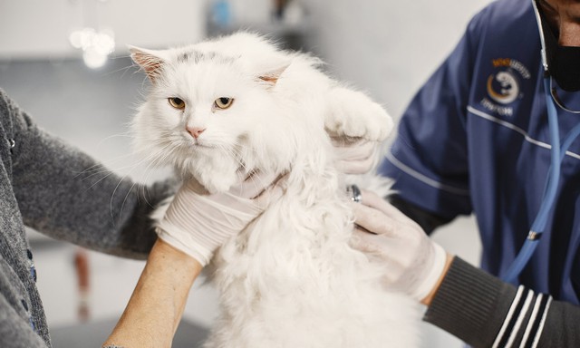 Hàn Quốc ghi nhận trường hợp mèo nghi nhiễm cúm gia cầm - Ảnh 1.