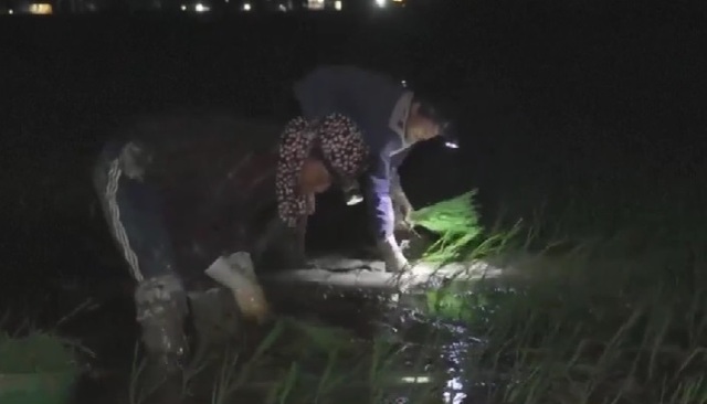Hình ảnh nông dân Việt Nam cấy lúa đêm xuất hiện trên truyền hình Pháp - Ảnh 1.