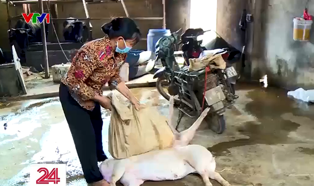 Phát hiện cơ sở thu mua lợn chết về mổ bán ra thị trường - Ảnh 1.