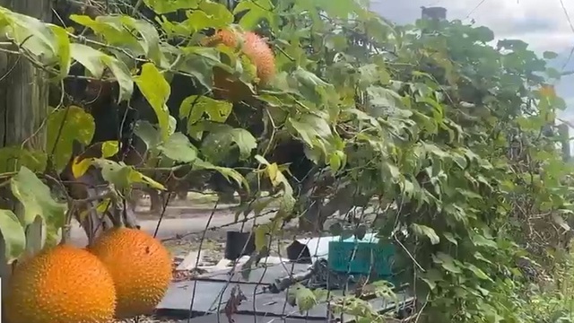 Thăm vườn cây trái của người Việt tại Mỹ - Ảnh 1.