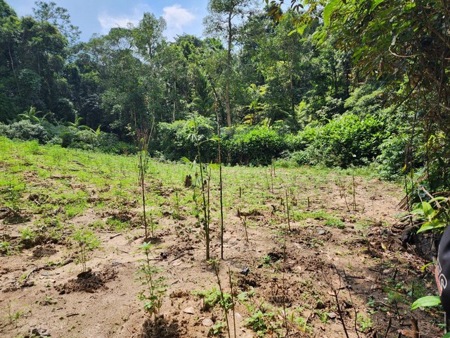 Bình Thuận: Phát hiện 900 cây cần sa trồng trong khu vực cấm xâm phạm - Ảnh 2.