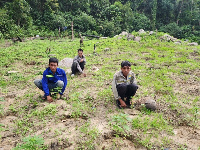 Bình Thuận: Phát hiện 900 cây cần sa trồng trong khu vực cấm xâm phạm - Ảnh 1.
