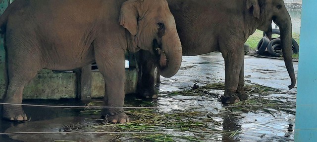 Cận cảnh hai chú voi bị xích chân tại vườn thú Hà Nội - Ảnh 1.