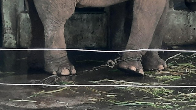 Cận cảnh hai chú voi bị xích chân tại vườn thú Hà Nội - Ảnh 2.