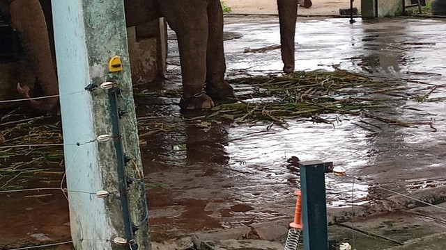 Cận cảnh hai chú voi bị xích chân tại vườn thú Hà Nội - Ảnh 3.