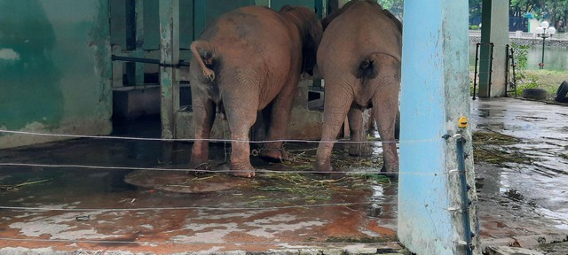 Cận cảnh hai chú voi bị xích chân tại vườn thú Hà Nội - Ảnh 4.