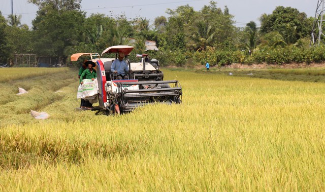 Liên kết phát triển lúa gạo theo hướng bền vững - Ảnh 1.
