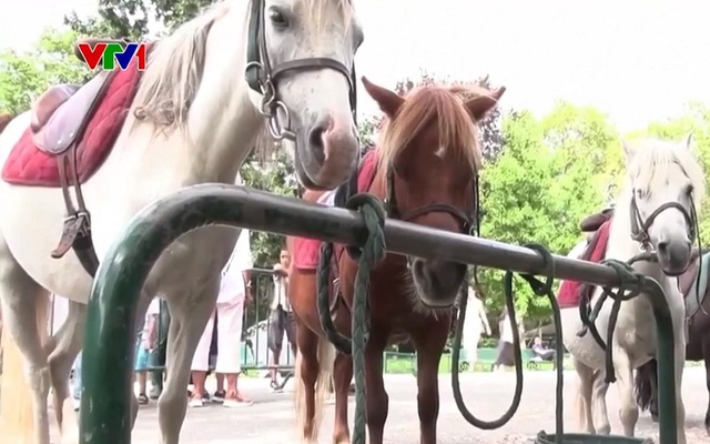 Paris cấm kinh doanh dịch vụ cưỡi ngựa con - Ảnh 1.