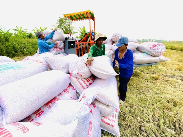 Giá gạo có thể tiếp tục tăng  - Ảnh 2.