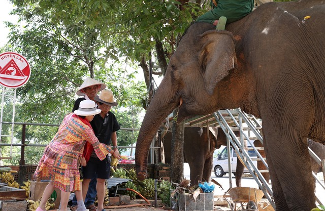 Đàn voi nhà ở Đắk Lắk sụt giảm mạnh - Ảnh 2.