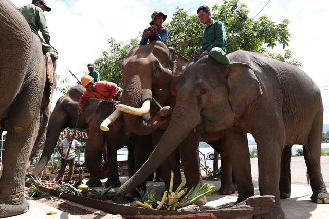 Đàn voi nhà ở Đắk Lắk sụt giảm mạnh - Ảnh 1.