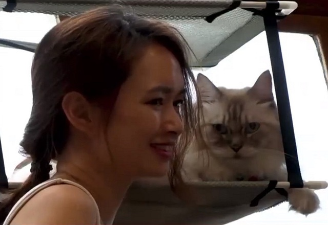 Du thuyền hạng sang cho mèo ở Singapore - Ảnh 1.