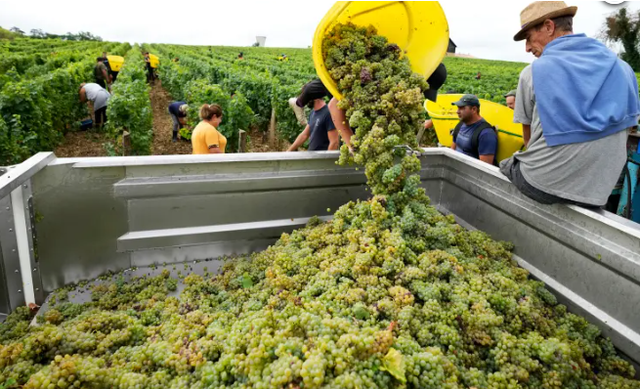 Pháp và các nước châu Âu nỗ lực ngăn đà giảm giá rượu vang - Ảnh 1.