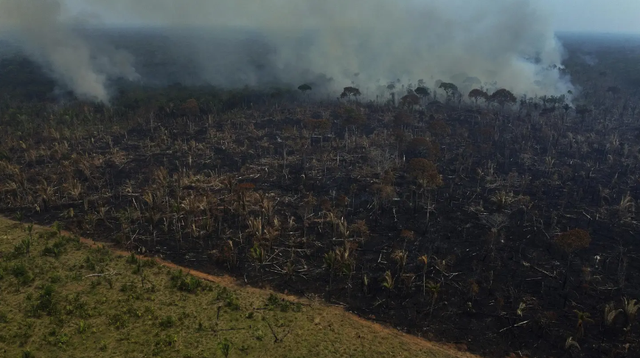 Tình trạng phá rừng Amazon giảm mạnh tại Brazil - Ảnh 1.